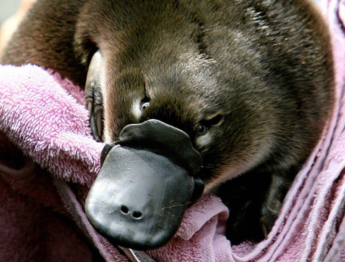 پلاتیپوس نر (Male Platypuses) - این حیوان نیز از آن دسته از حیوانات است که به او نمی‌خورد سمی باشد، ولی جنس نر او، در پاهای عقبی خود نیش زهرآلودی دارد که در صورت اصابت، درد شدید و در حیوانات کوچک مرگ را به همراه دارد. نکته‌ جالب این است که زهر این حیوان فقط در فصل جفت‌گیری فعال می‌شود و در پی تحقیقات صورت گرفته، محققین به این نتیجه رسیده اند که پلاتیپوس برای رقابت با حریف خود بر سر پلاتیپوس ماده از این زهر استفاده می‌کند.