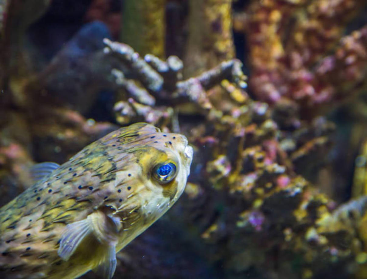 ماهی پف‌کننده (Puffer Fish) - این نوع ماهی مقام دوم را در سمی‌ترین مهره‌داران دارد. این ماهی هنگام احساس خطر بسیار خطرناک خواهد بود.