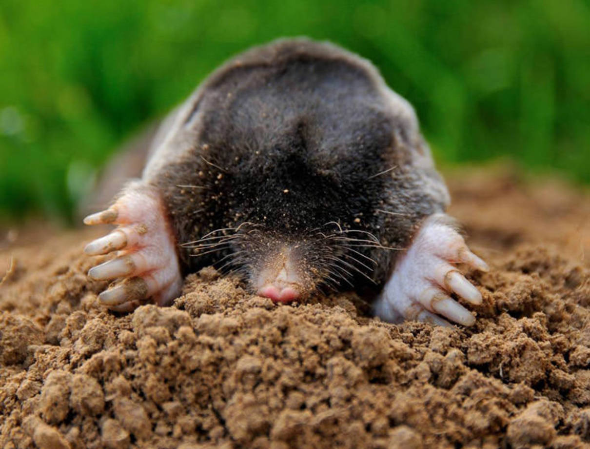 موش کور اروپایی (European Moles) - احتمالاً فکر می‌کنید که یک موش نمی‌تواند سمی باشد، ولی این حیوان با بزاق سمی خود کرم‌ها را فلج می‌کند.