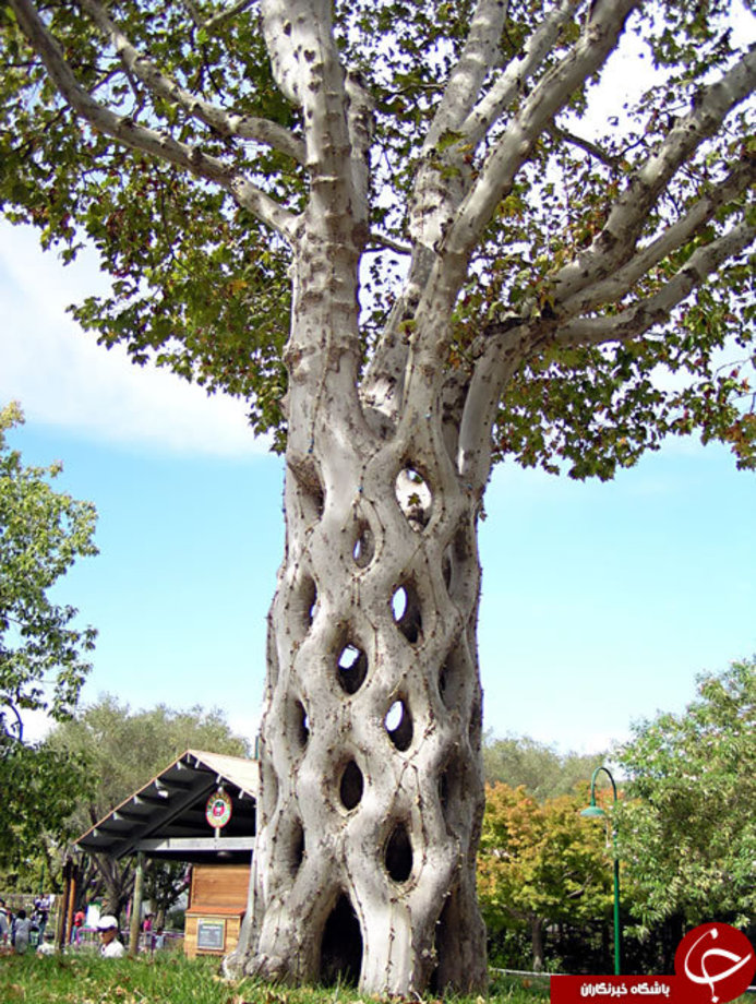 کتری بائوباب - Baobabs درختان بسیار عجیب و غریبی هستند که با توجه به شکل متمایز خود معروف شده اند. این درختان در ماداگاسکار یافت و آنها اغلب به عنوان 