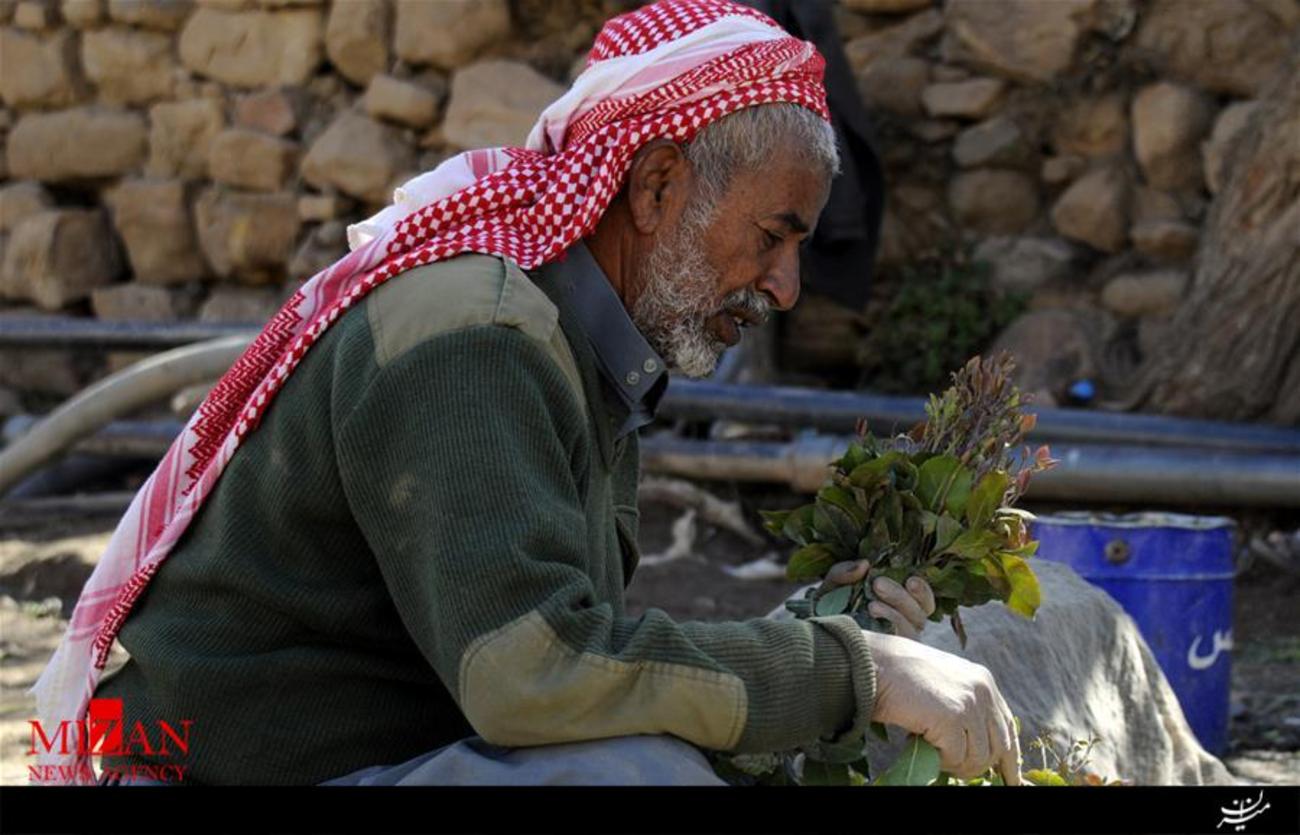 
یک کشاورز در مزرعه اش در حومه صنعا، پایتخت یمن
