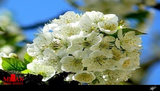 ترانه بهاری