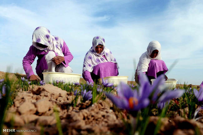 بررسی اقتصادی زعفران به عنوان جایگزین تریاک در بررسی اقتصادی زعفران به عنوان جایگزین تریاک در