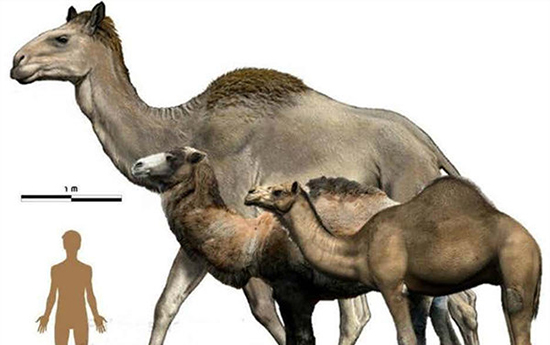 با حیوانات عظیمالجثه آشنا شوید با حیوانات عظیمالجثه آشنا شوید