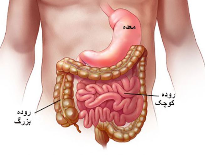 غذاهایی برای درمان عفونت معده