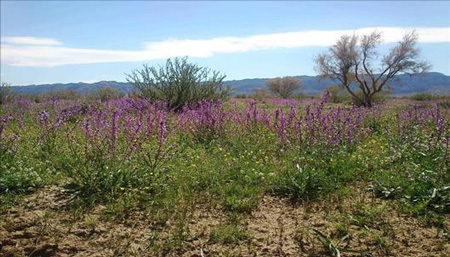 دره هندی در قلب ایران+تصاویر