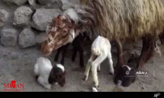 6 قلو زایی گوسفند 6 قلو زایی گوسفند