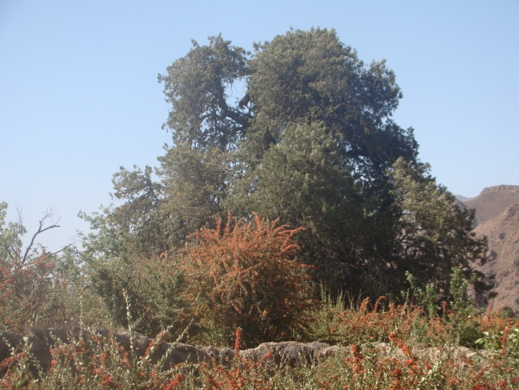 سرو کهنسال