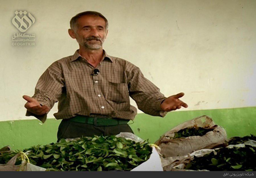 شبکه افق