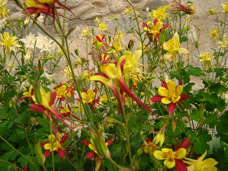 خطر مرگ با چای تاج الملوک