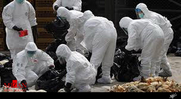 آنفلوانزای پرندگان با تخم مرغ و مرغ پخته منتقل نمی شود/ آنفلوانزای پرندگان با تخم مرغ و مرغ پخته منتقل نمی شود/