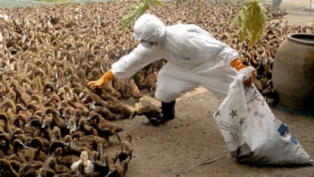 ممکن است قدرت آنفلوانزای H5N6 بیشتر شود و انسان را مبتلا کند
