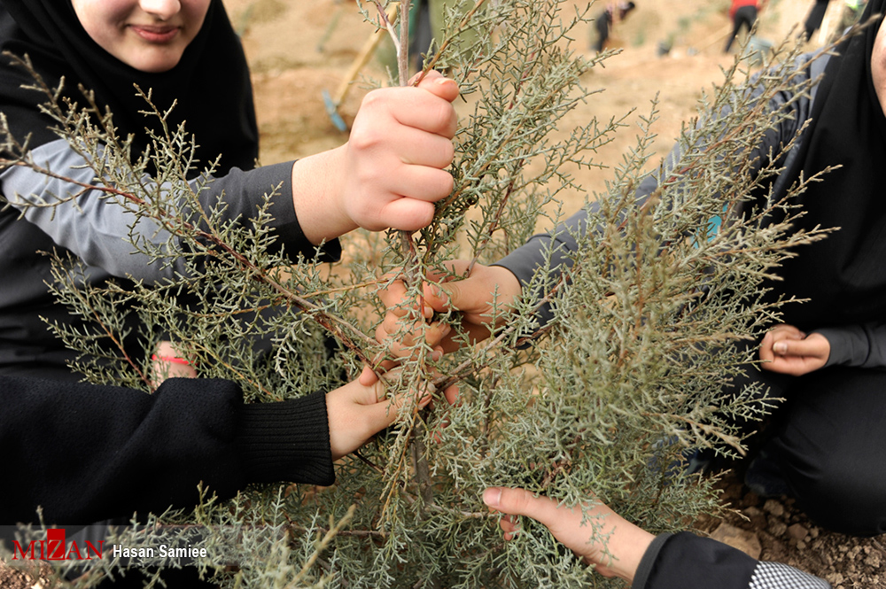 درختکاری 