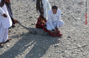 زنده گیری تمساح ۲۳۸ لرزه بعد از زلزله ۶/۴ ریشتری سرپل ذهاب/اشتغال زایی با کشت طلای سرخ در سیستان و بلوچستان/واگذاری هزار دستگاه میوه خشک کن به مددجویان کردستانی