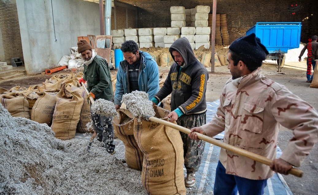 برداشت پنبه از مزارع خراسان شمالی