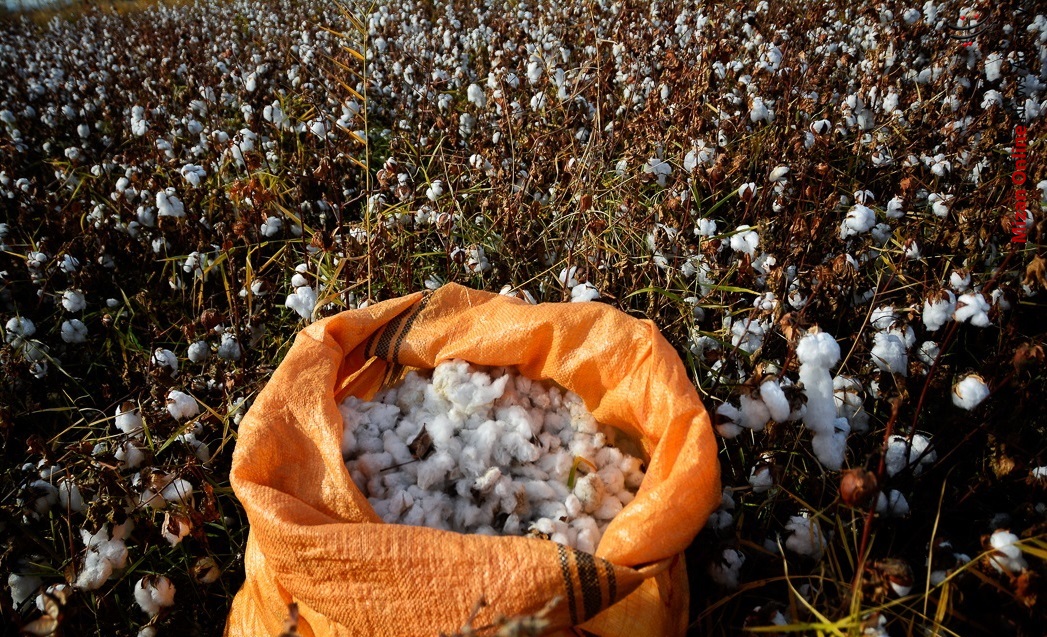 برداشت پنبه از مزارع خراسان شمالی