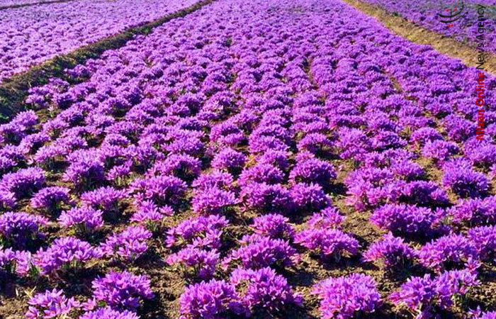 زعفران سرنوشت مبهم کالاهای احتکاری در کرمانشاه/راهاندازی بزرگترین مرکز آموزشی سنگتراشی کشور در فردوس/کشف اشیاء عتیقه ۳۰۰۰ ساله در مازندران