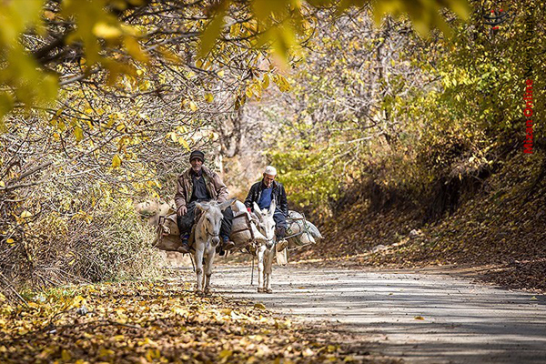طبیعت زیبای پاییزی کردستان+عکس