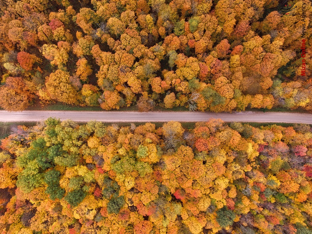تصویری بسیار زیبا از جاده ای جنگلی