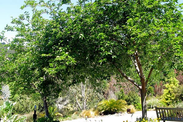 تعرفههای پیشنهادی پایه هزینه جابهجایی درختان در شهر تهران تعرفههای پیشنهادی پایه هزینه جابهجایی درختان در شهر تهران
