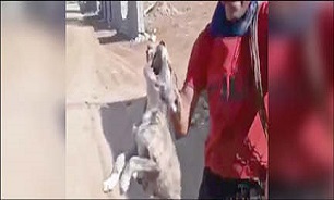 آزار دادن سگ بیچاره!