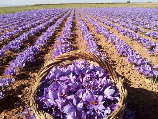 خرید توافقی زعفران با همراهی بورس کالا