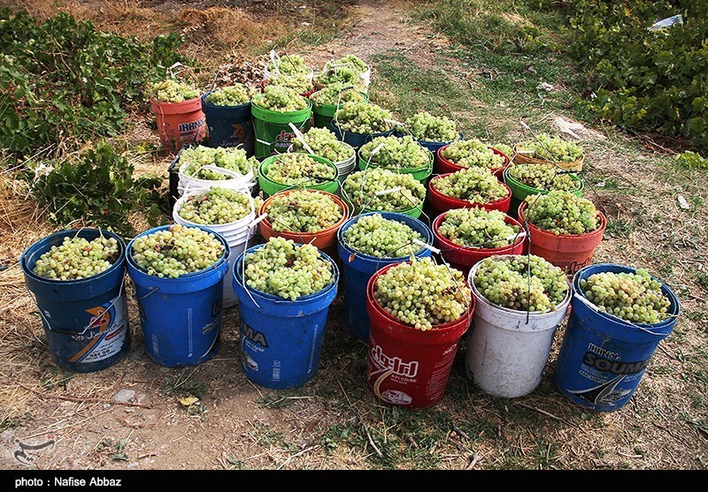 مراحل پخت شیره انگور در اراک +تصاویر مراحل پخت شیره انگور در اراک +تصاویر