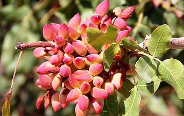 اطمینان خاطر تجار خارجی برای خرید پسته با کیفیت ایرانی از بورس/ وصول مطالبات باغداران در کمترین زمان ممکن