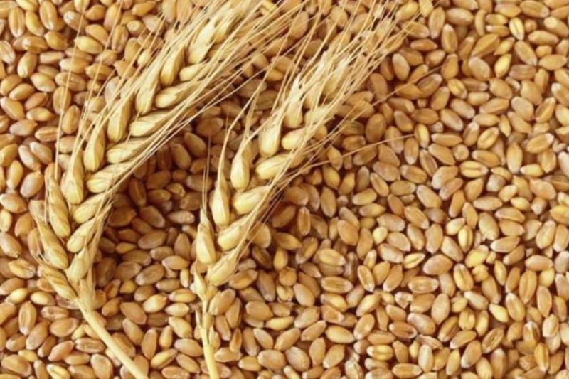 توزیع ۵۹۰ هزار تن بذور اصلاح شده گندم و جو در بین کشاورزان