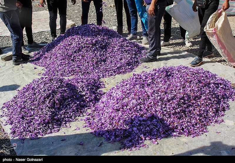 تصاویری از برداشت و بسته بندی زرپران در تربت حیدریه تصاویری از برداشت و بسته بندی زرپران در تربت حیدریه