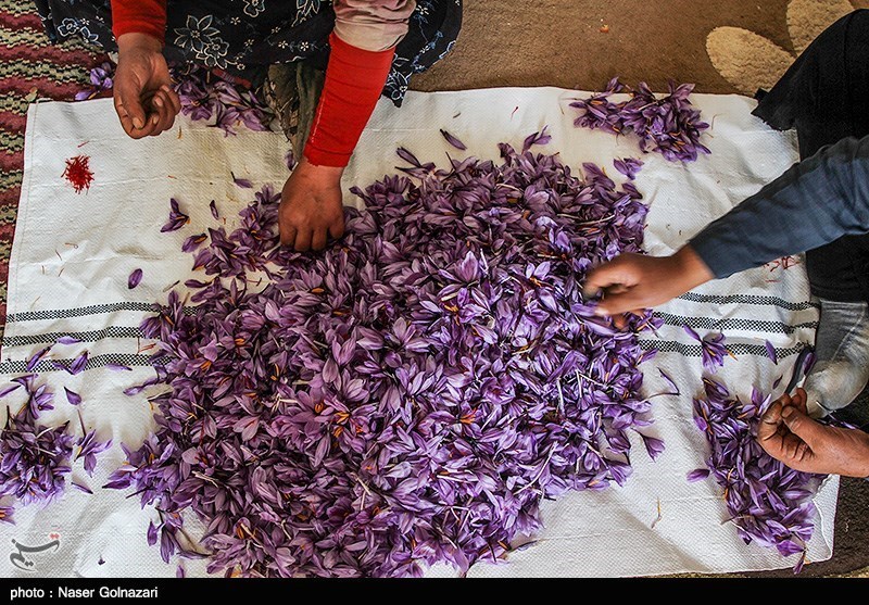 تصاویری از برداشت و بسته بندی زرپران در تربت حیدریه تصاویری از برداشت و بسته بندی زرپران در تربت حیدریه