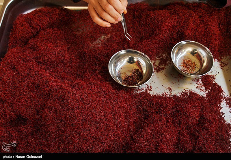 تصاویری از برداشت و بسته بندی زرپران در تربت حیدریه تصاویری از برداشت و بسته بندی زرپران در تربت حیدریه