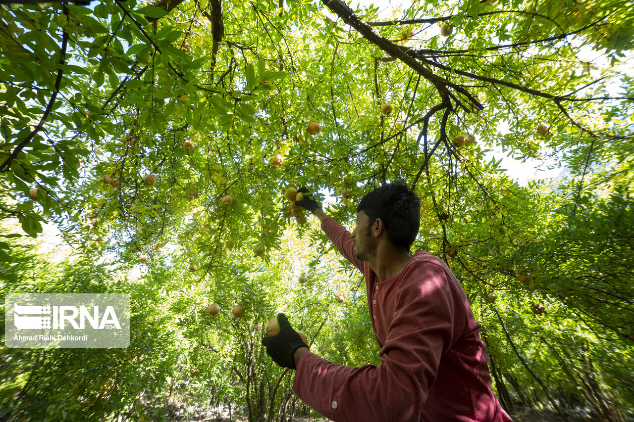 برداشت انار در روستای «دورک» +تصاویر برداشت انار در روستای «دورک» +تصاویر