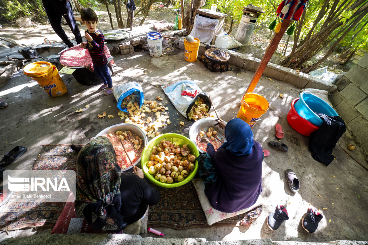 برداشت انار در روستای «دورک» +تصاویر برداشت انار در روستای «دورک» +تصاویر