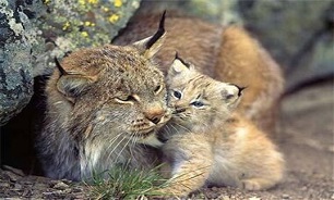 سیاه گوش‌ها در معرض تهدید