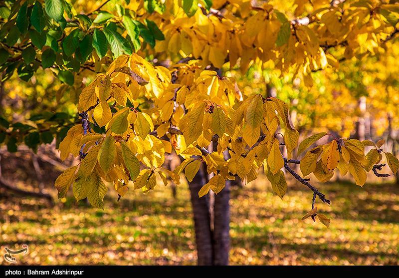 تصاویری از زیبایی پاییز در باغ‌شهر هیر اردبیل