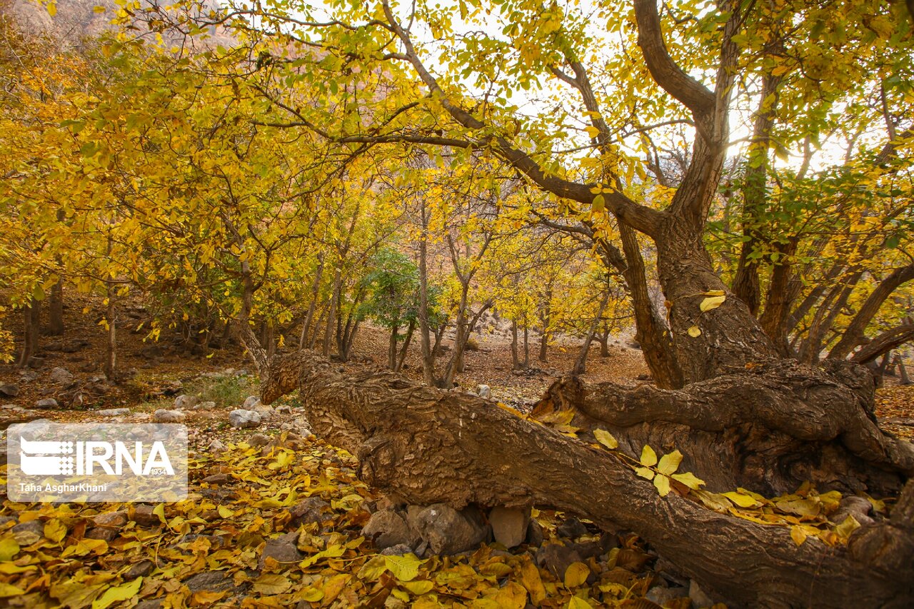 آخرین روزهای پاییزی فیرورق خوی به روایت تصویر آخرین روزهای پاییزی فیرورق خوی به روایت تصویر