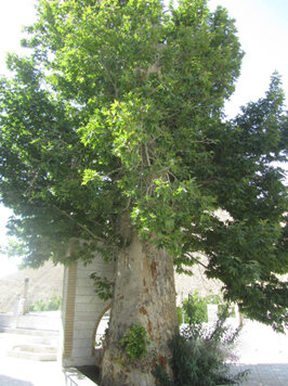 ثبت ملی چنار ۴۷۰ ساله ایج