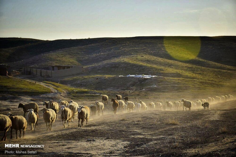 کوچ عشایر «کرمانج» به مراتع استان گلستان +تصاویر کوچ عشایر «کرمانج» به مراتع استان گلستان +تصاویر