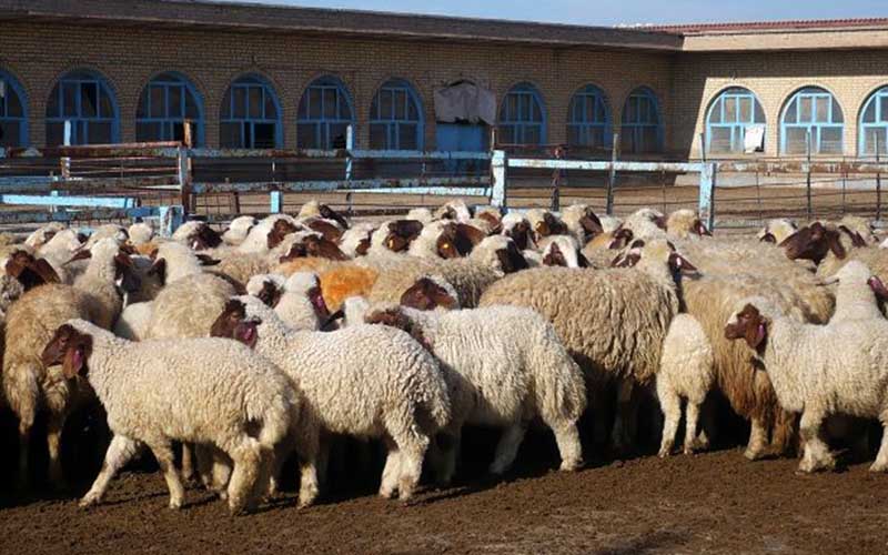 صدور گواهی حمل بهداشتی فقط برای دامهای دارای پلاک