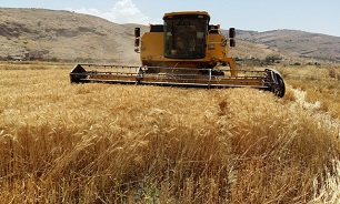 نرخ خرید تضمینی گندم برای سال ۹۹ باید بین ۲ هزار و ۷۰۰ تا ۳ هزار تومان تعیین شود