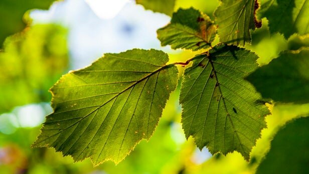 تبدیل نور به کربن دی‌اکسید کربن برای استفاده به عنوان سوخت!
