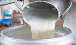 ادعای وجود سم آفلاتوکسین در شیرخام  کذب است
