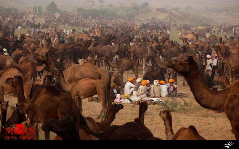 عجیب و غریب ترین 