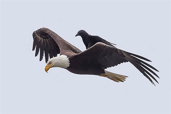 سواری گرفتن یک کلاغ از عقاب؛ تصاویر از نشنال جئوگرافی