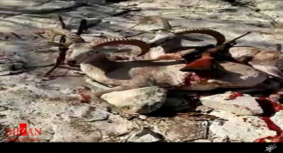 پلیس فتا در حال شناسایی رجز خوان محیط زیست در بوشهر
