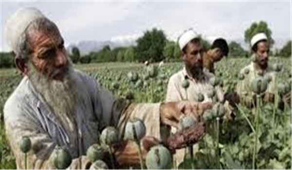 کشت جایگزین، تنها روش کاهش تولید تریاک در 