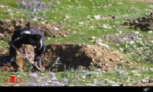 کاشت نهال در هفته درختکاری توسط مددجویان زندان گچساران