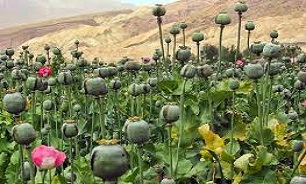 کشف یک هزار بوته خشخاش در یکی از روستاهای گرگان / متهم پرونده دستگیر شد