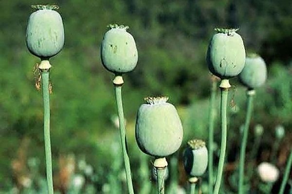 افغانستان در آستانه رکوردزنی کشت 